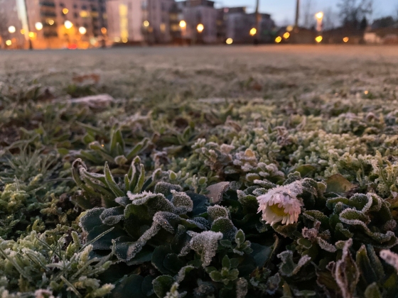 Vom Frost überzogenes Gänseblümchen